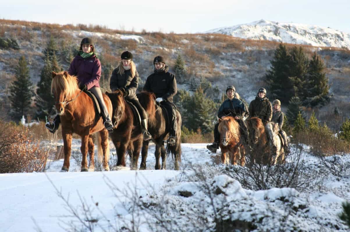 Tophorses